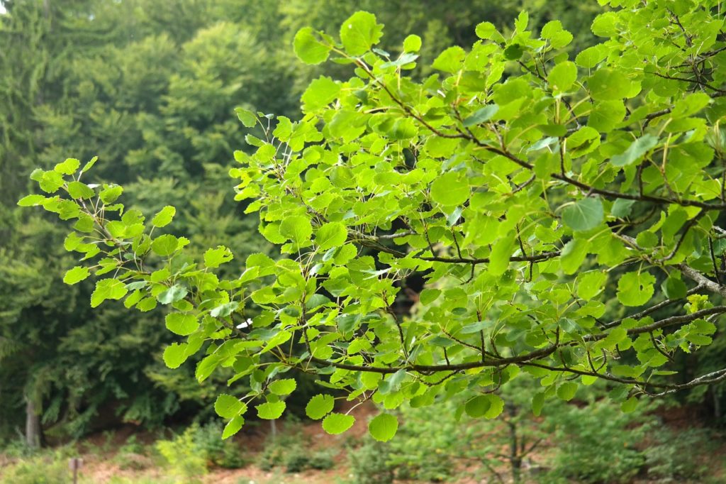 leaves, foliage, tree